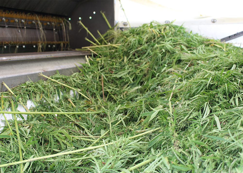 Erntegut der Nutzhanfernte durch den Hempinator 