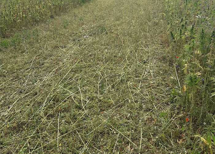 Stoppelfeld nach der Nutzhanfernte